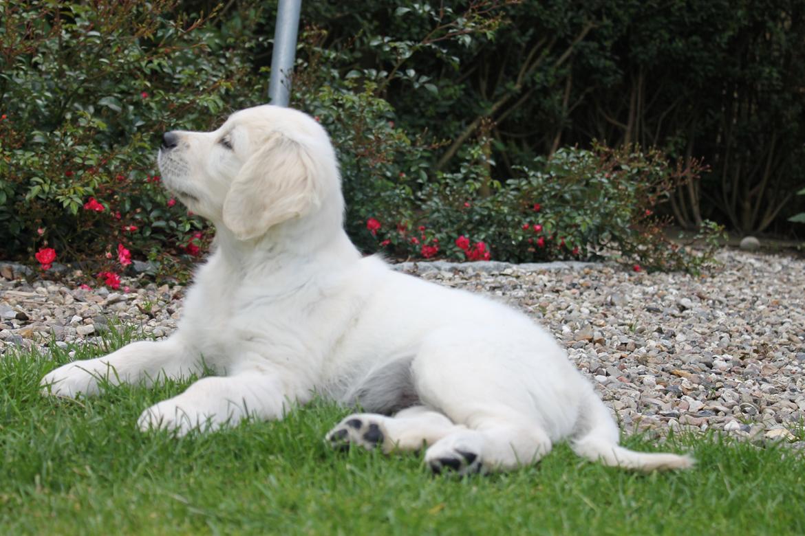 Golden retriever Peka's Chelsea billede 7