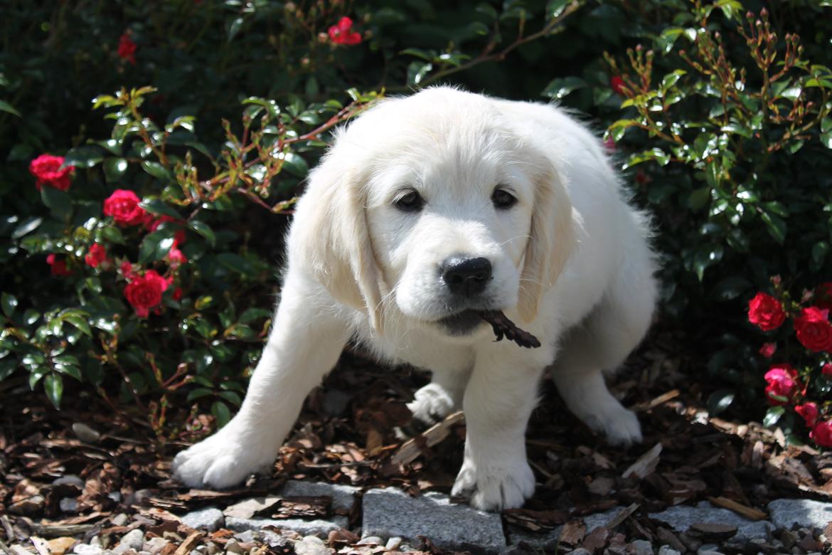 Golden retriever Peka's Chelsea billede 9