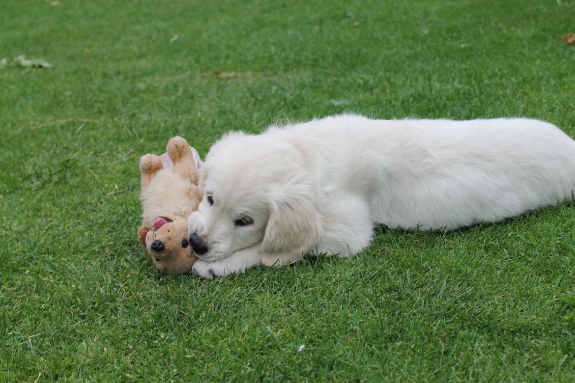 Golden retriever Peka's Chelsea billede 10