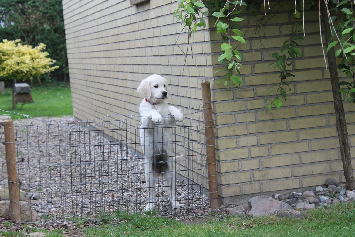 Golden retriever Peka's Chelsea billede 11