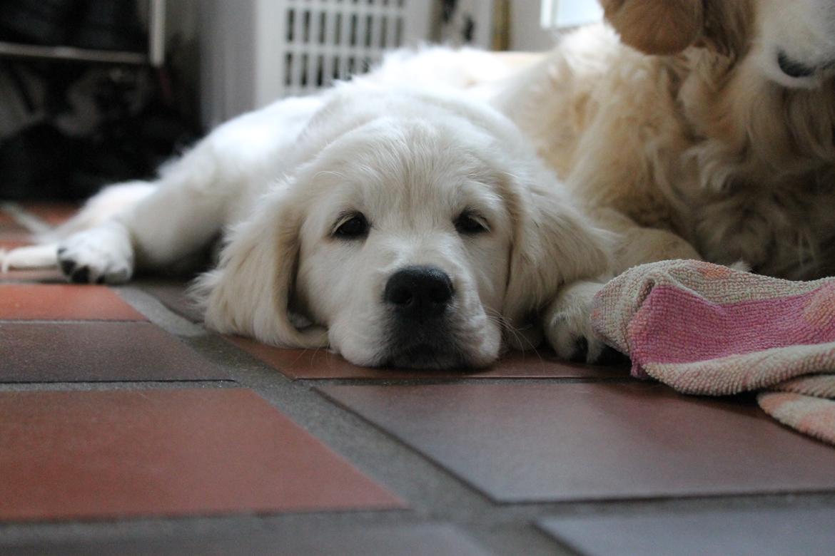 Golden retriever Peka's Chelsea billede 12