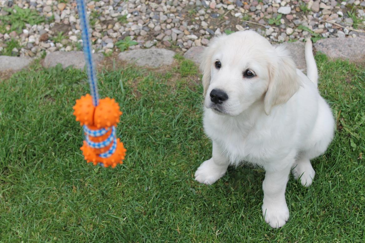 Golden retriever Peka's Chelsea billede 13