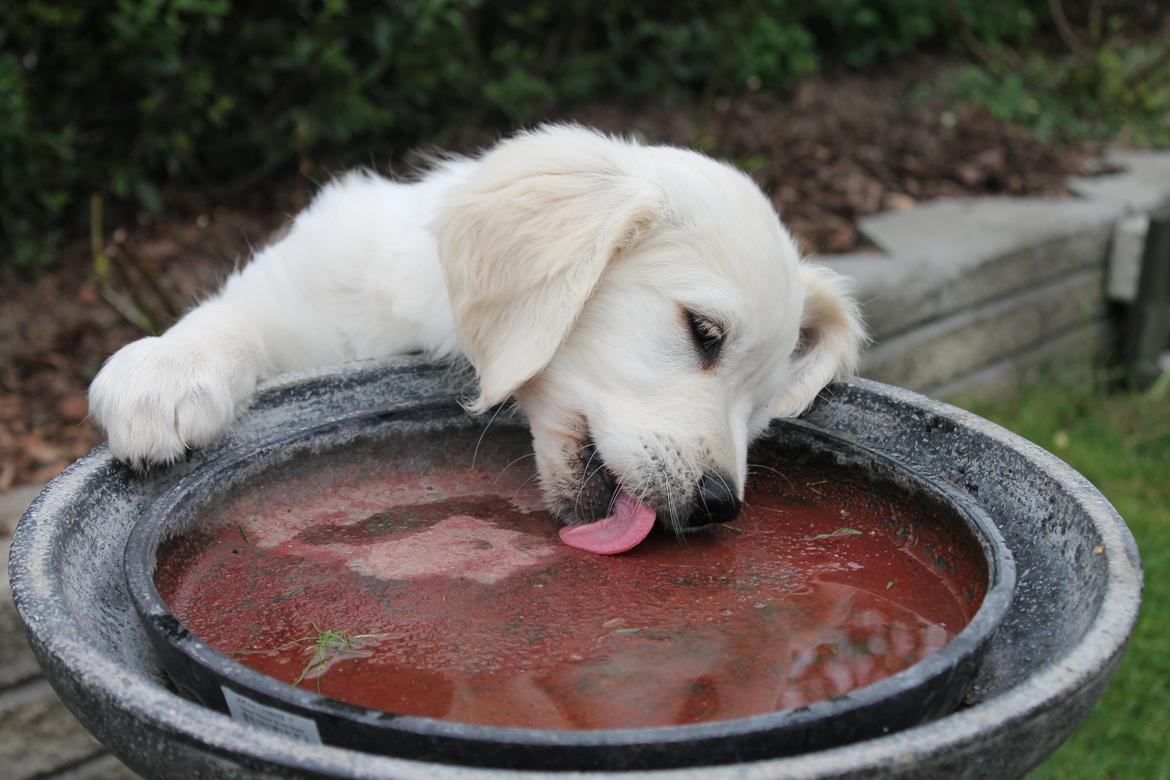 Golden retriever Peka's Chelsea billede 15