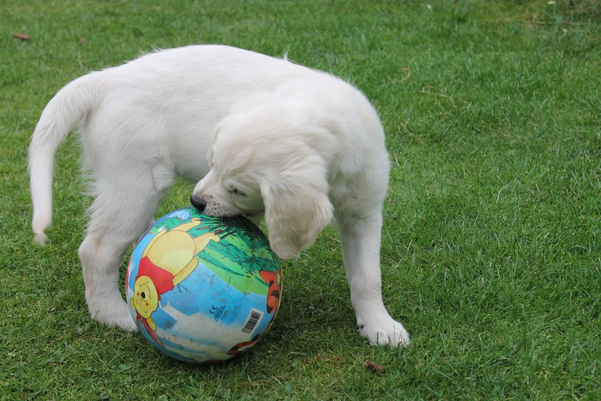 Golden retriever Peka's Chelsea billede 16