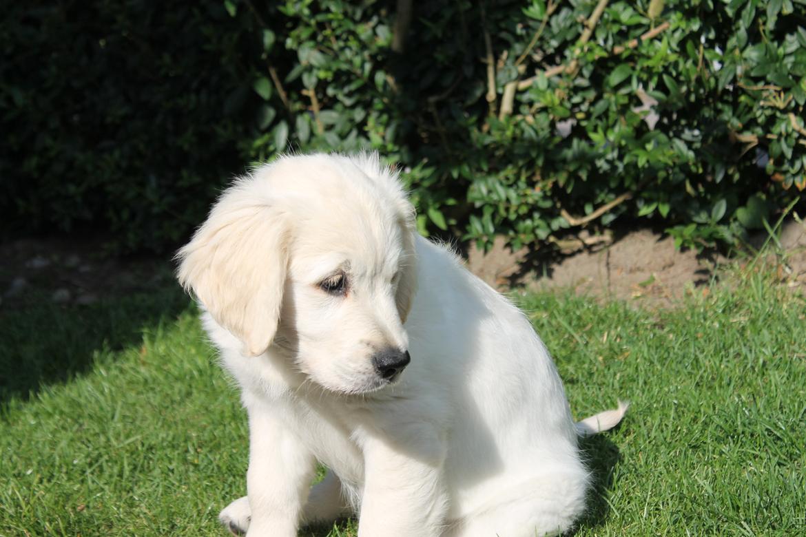 Golden retriever Peka's Chelsea billede 17
