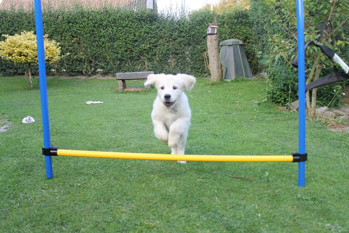 Golden retriever Peka's Chelsea billede 18