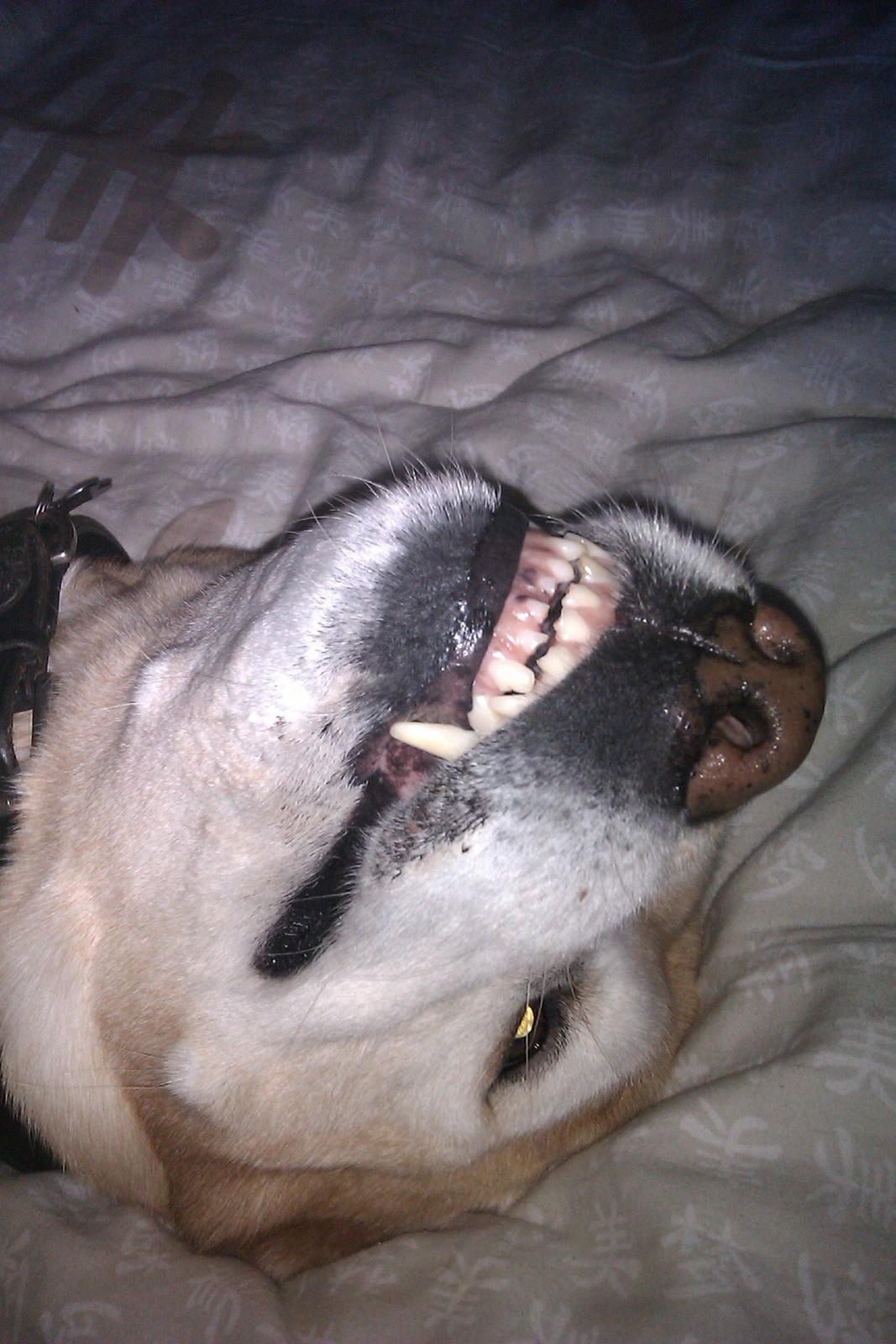 Labrador retriever King - WHAT A SMILEYFACE :D billede 3