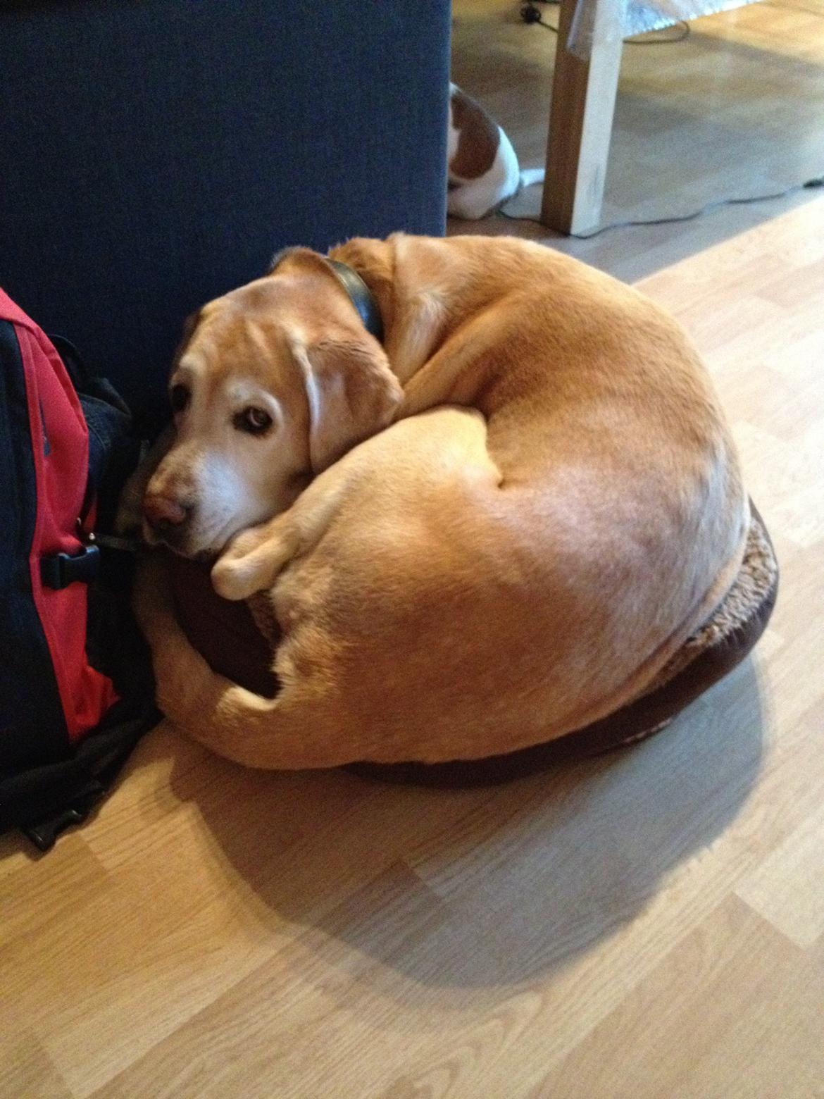 Labrador retriever King - 12 år gammel og stadig ikke for stor til at ligge i en chihuahua kurv :D  billede 17