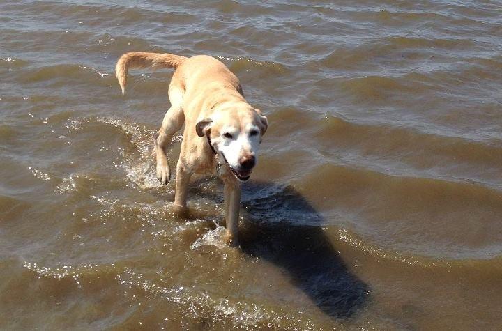 Labrador retriever King - er bestemt ikke en vandhund på sine gamle dage ;) billede 18