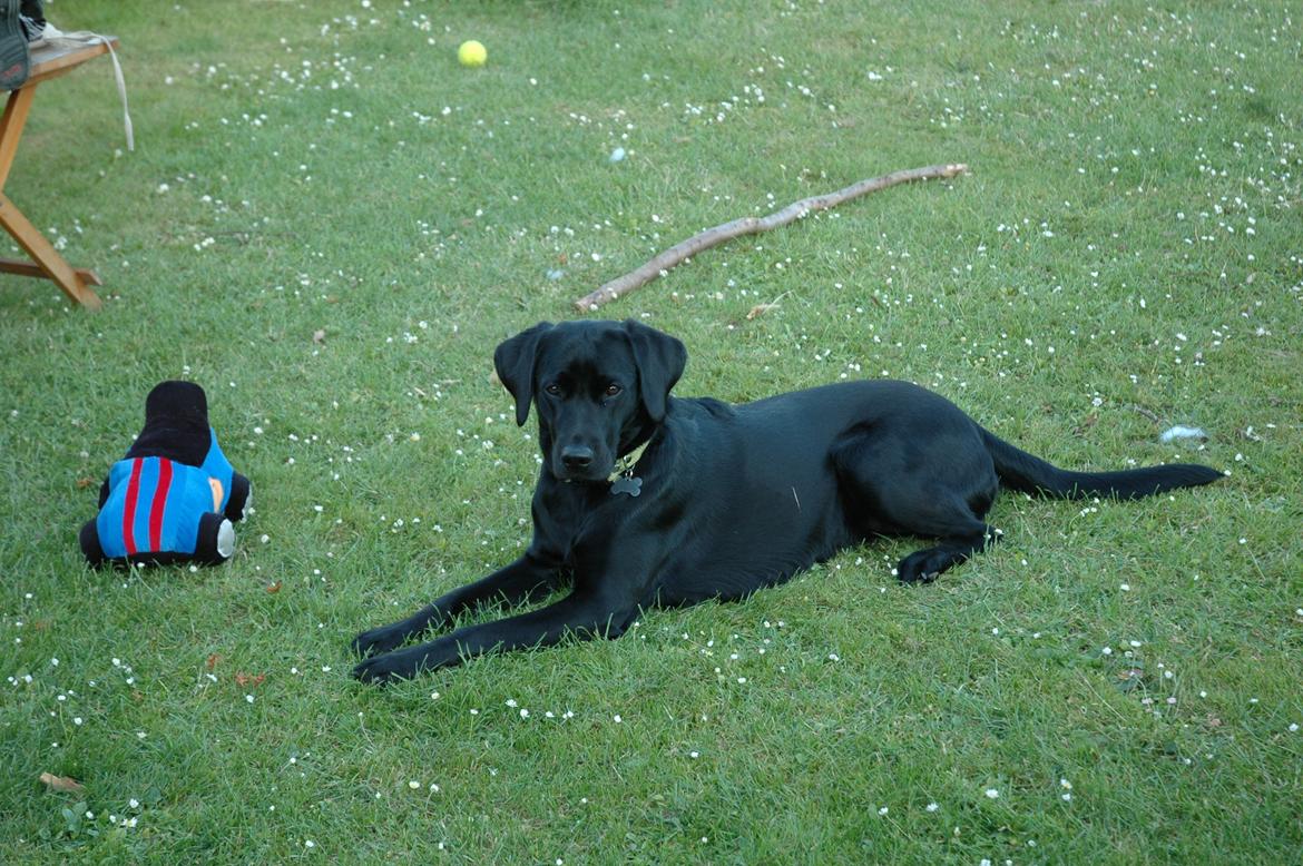 Labrador retriever Freja billede 22