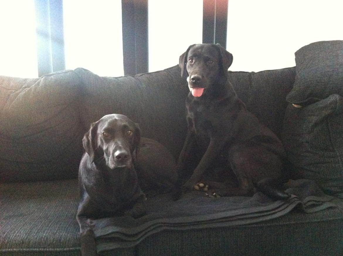 Labrador retriever Freja billede 7