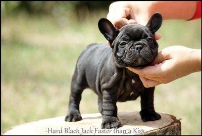 Fransk bulldog Hard Black Jack Faster Than A Kiss billede 7