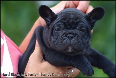 Fransk bulldog Hard Black Jack Faster Than A Kiss billede 2