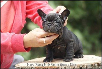 Fransk bulldog Hard Black Jack Faster Than A Kiss billede 3