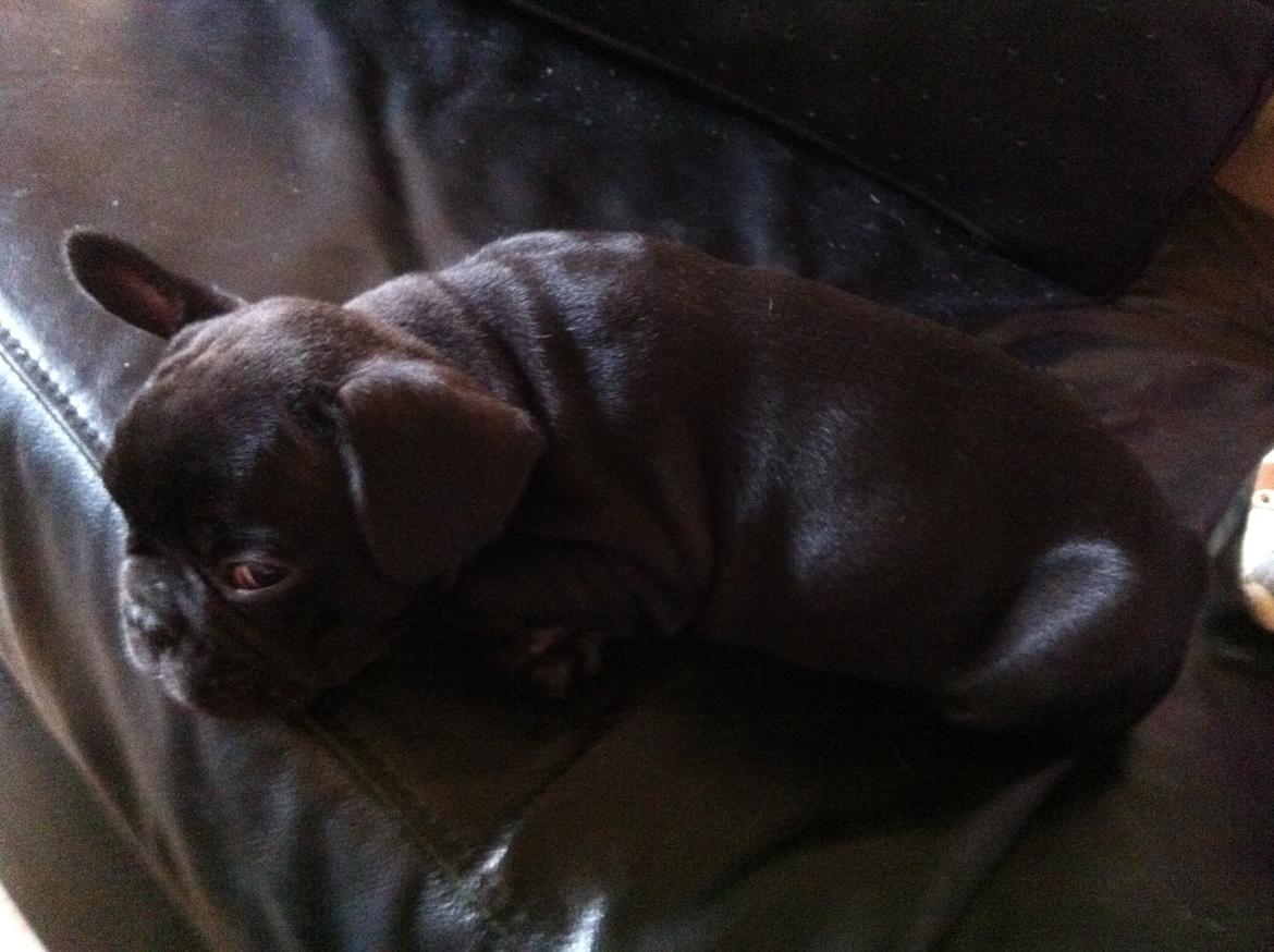 Fransk bulldog Hard Black Jack Faster Than A Kiss billede 4