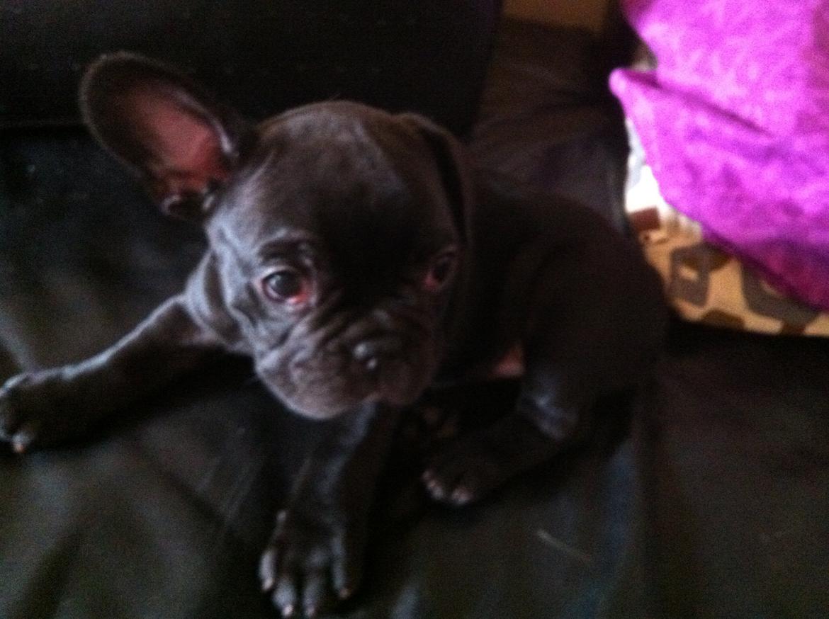 Fransk bulldog Hard Black Jack Faster Than A Kiss billede 5