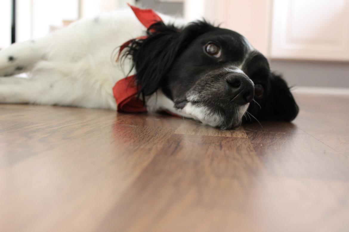 Breton Viktor billede 2