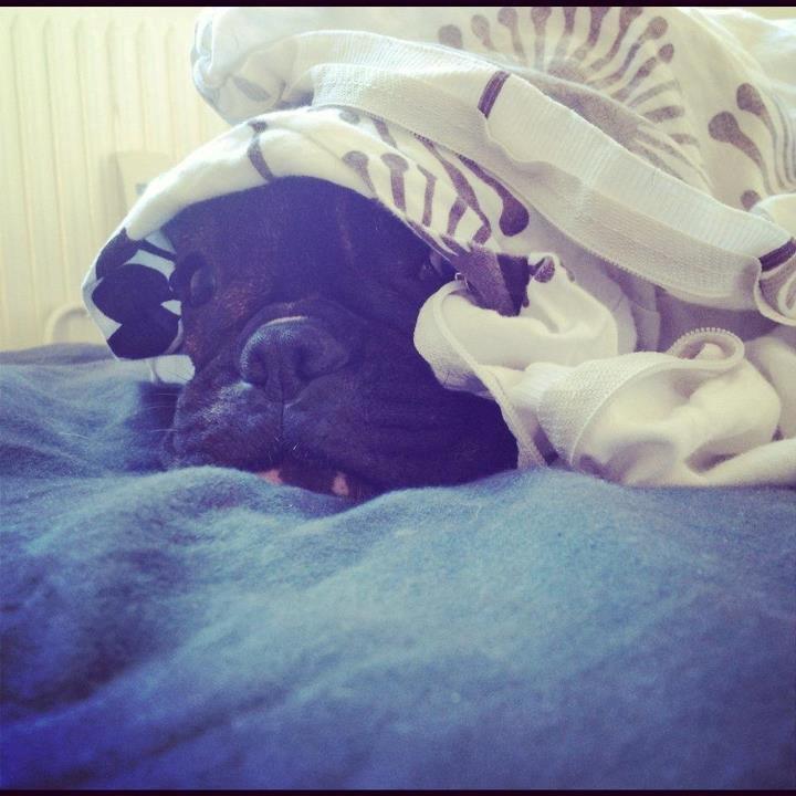 Fransk bulldog Vega - 10 mdr. - putter under dynen <3 billede 11