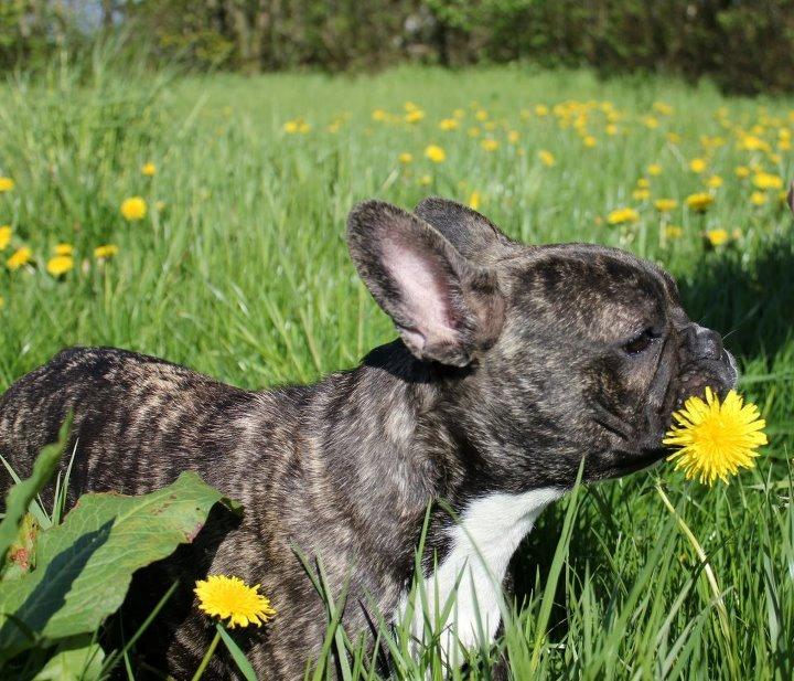 Fransk bulldog Vega - 1 år billede 12