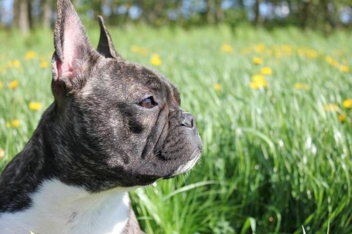 Fransk bulldog Vega - 1 år billede 13