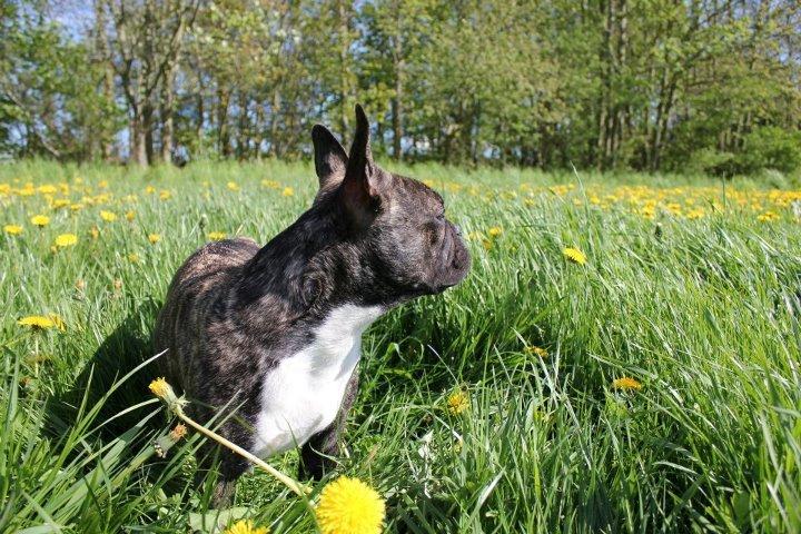 Fransk bulldog Vega - 1 år billede 14