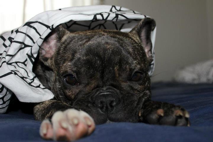Fransk bulldog Vega - Putter under dynen :) billede 15