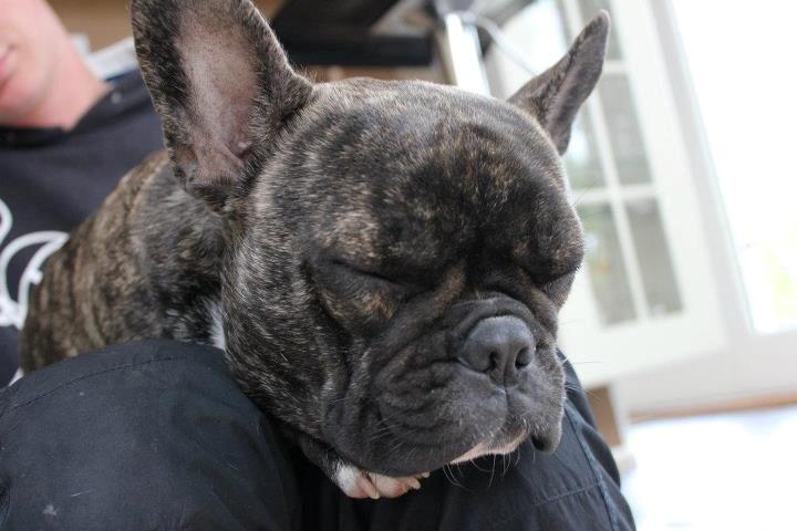Fransk bulldog Vega - Træt efter en laaaaang tur, er faldet i søvn på farmands ben <3 billede 16