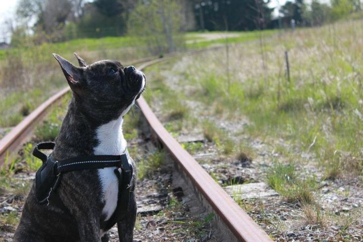 Fransk bulldog Vega - Hedeland, et år gammel :) billede 17