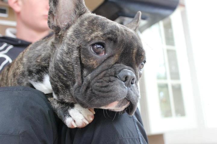 Fransk bulldog Vega - Træt hundepige :) billede 18