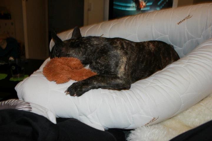 Fransk bulldog Vega - Vega putter med yndlingsbamsen - hendes første bamse, hvis ører er suttet til ukendelighed, og halen ligeså. Den bamse er bare guld værd ;) billede 19