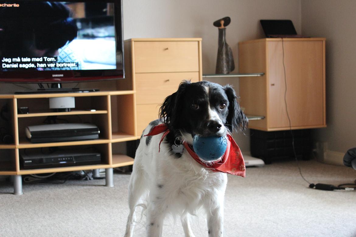 Breton Viktor billede 3