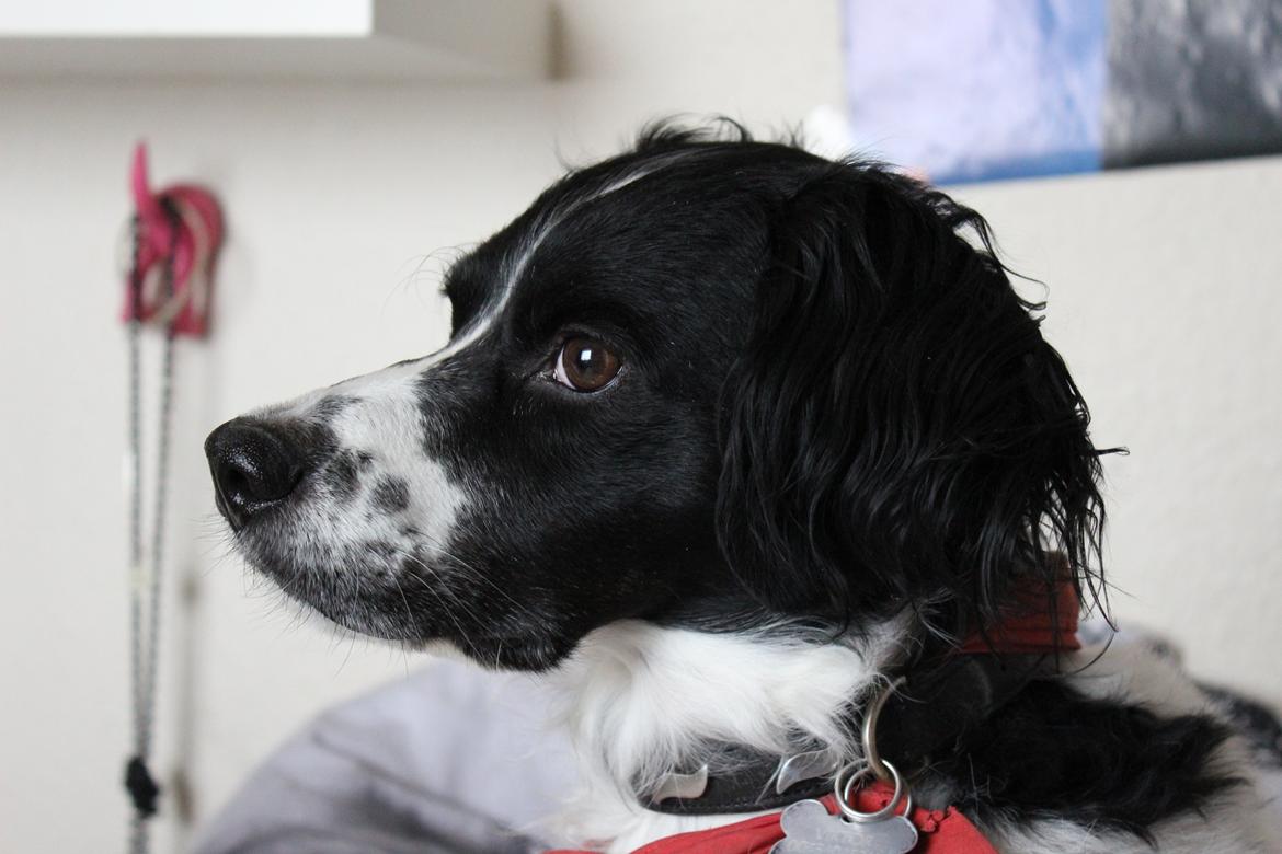 Breton Viktor billede 4