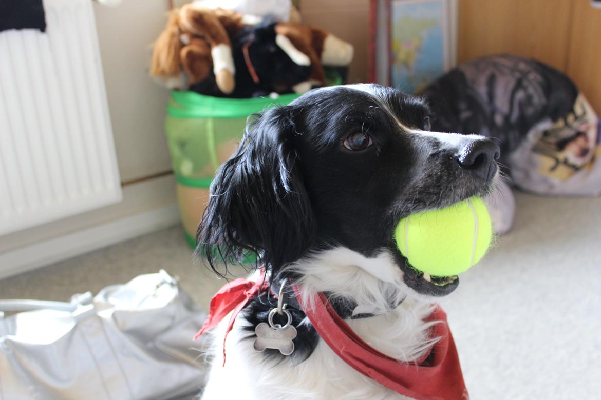 Breton Viktor billede 5