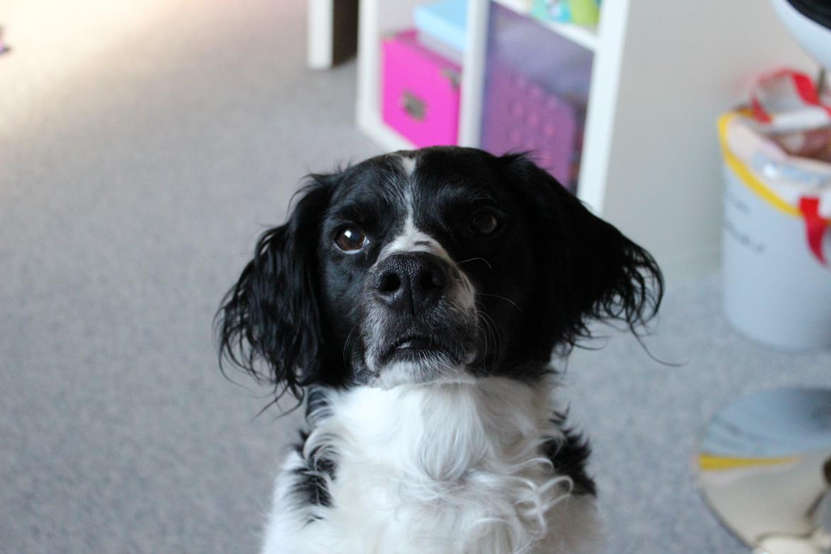 Breton Viktor billede 6