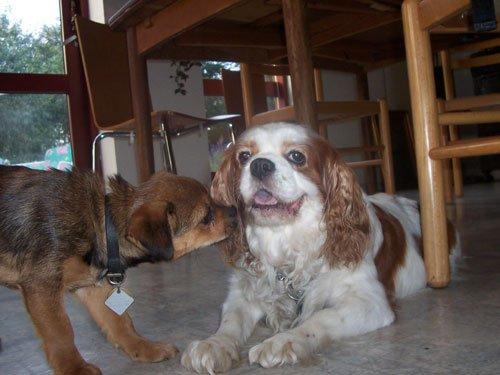 Cavalier king charles spaniel Ronja billede 20