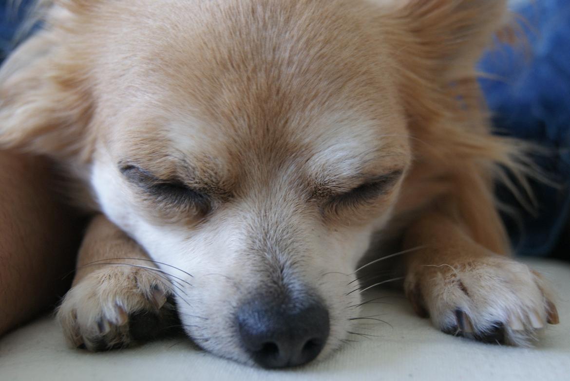 Chihuahua Ric billede 3