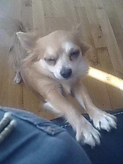 Chihuahua Ric billede 4