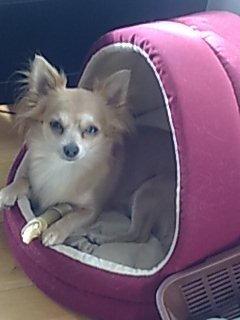 Chihuahua Ric billede 5