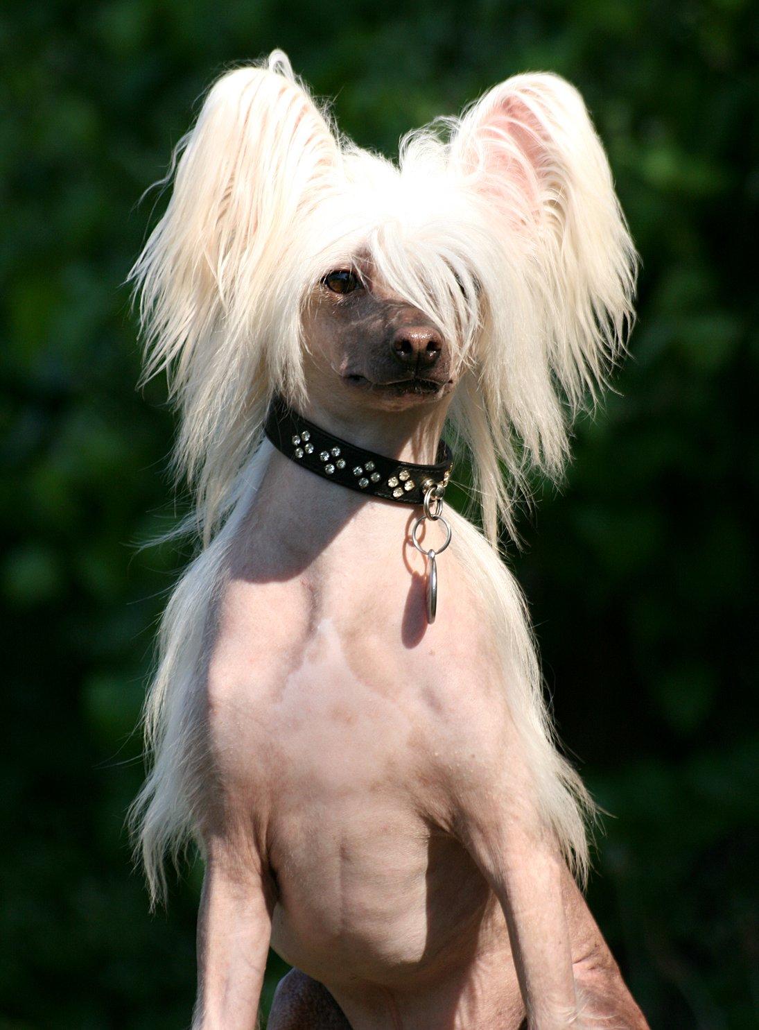 Chinese crested hårløs Silas - Juli 2012 billede 17