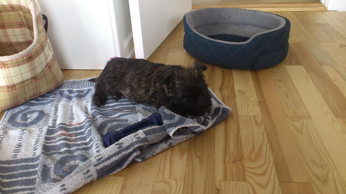 Cairn terrier My billede 2