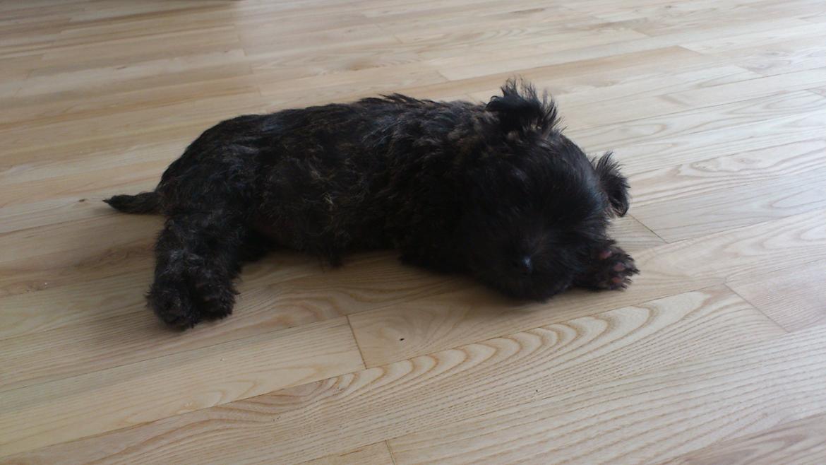 Cairn terrier My billede 1