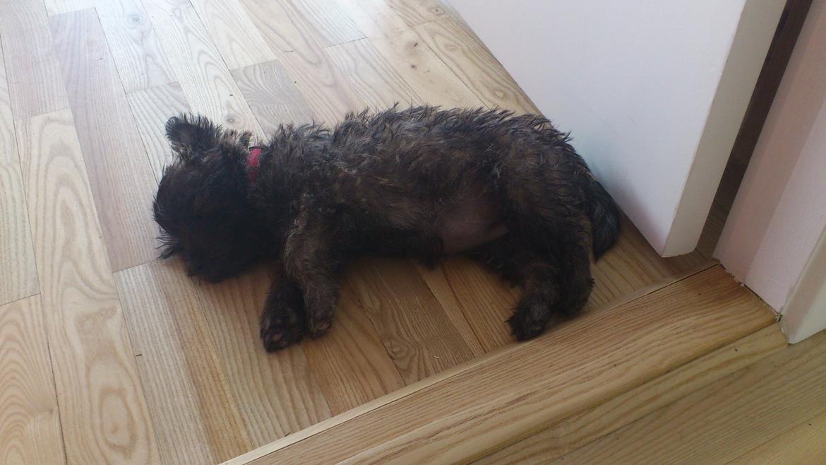 Cairn terrier My billede 3