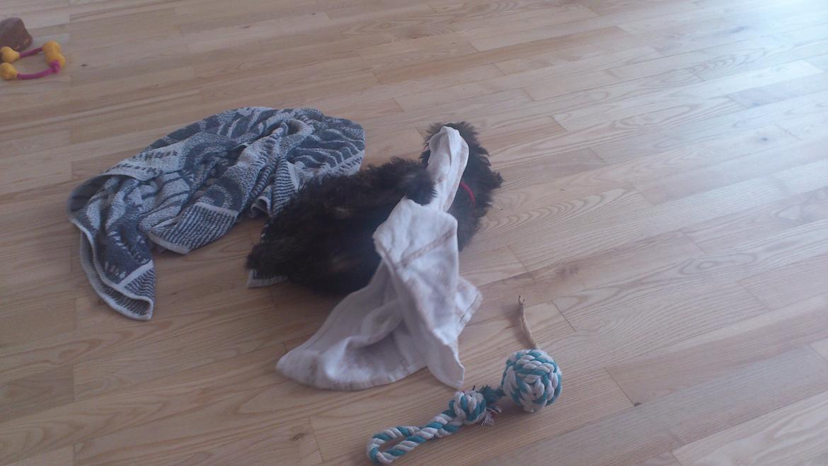 Cairn terrier My billede 4