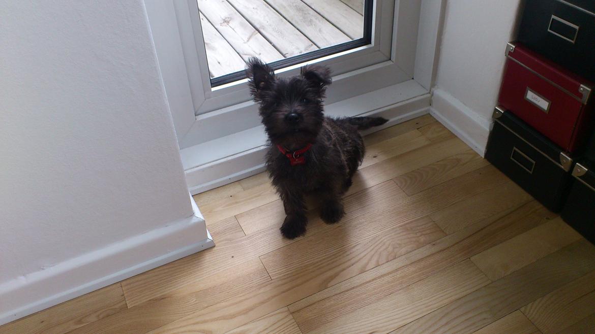 Cairn terrier My billede 5