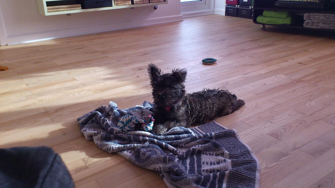 Cairn terrier My billede 6