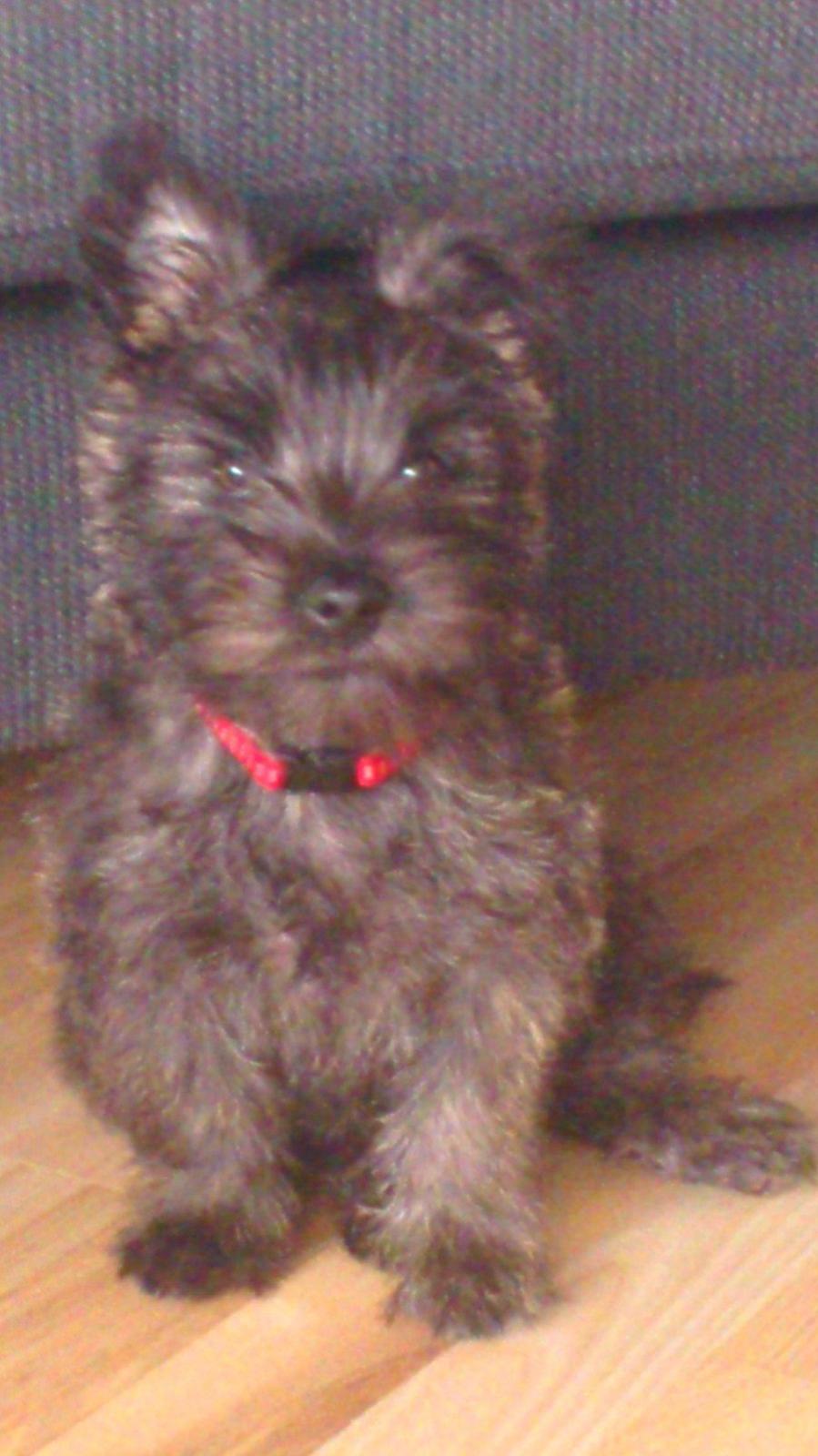 Cairn terrier My billede 7