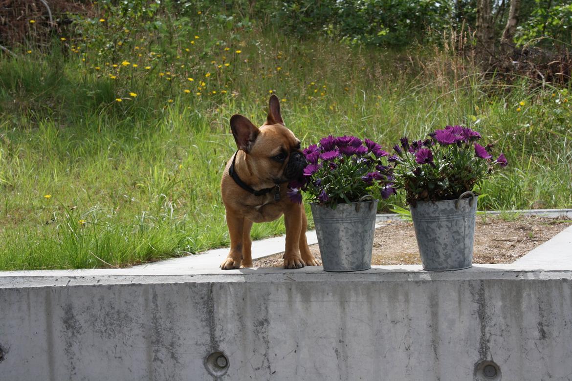 Fransk bulldog Agnes billede 19