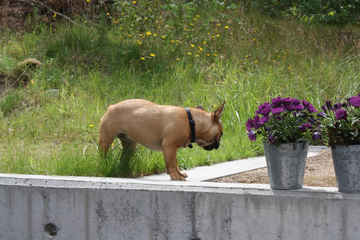 Fransk bulldog Agnes billede 20