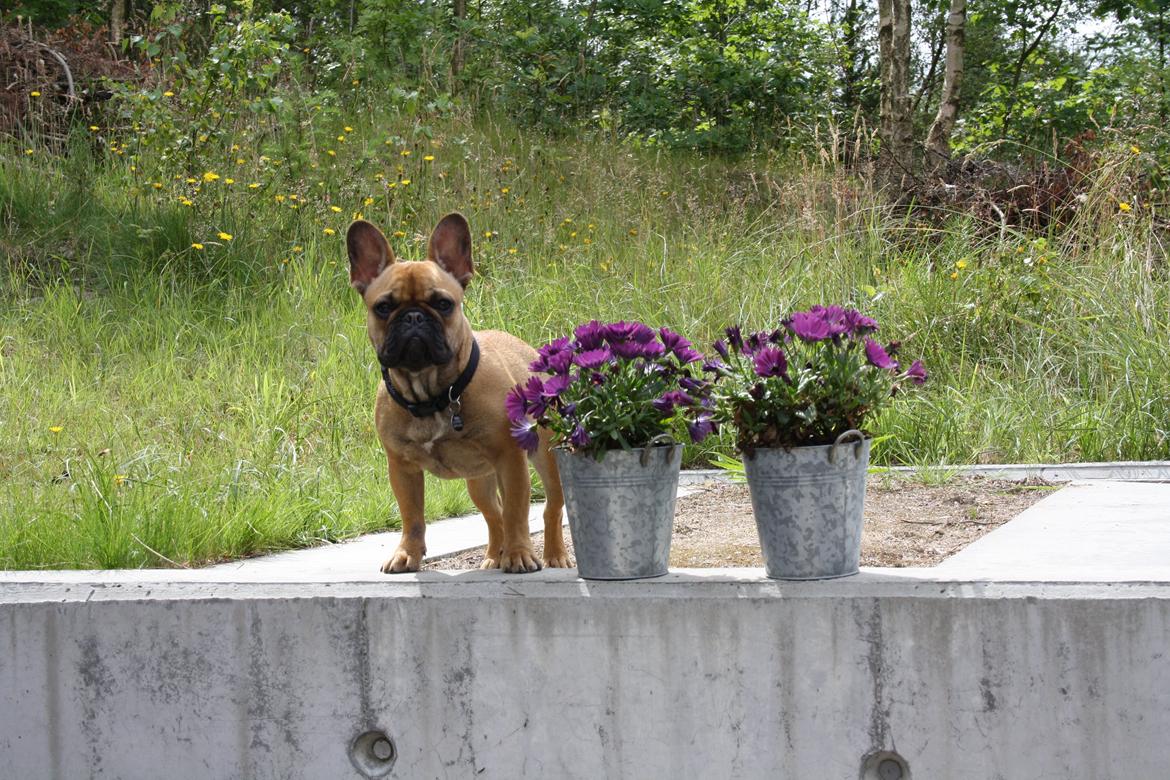 Fransk bulldog Agnes billede 1