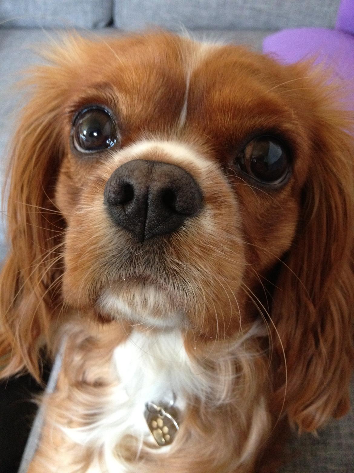 Cavalier king charles spaniel Silje - Mors prinsesse. billede 6